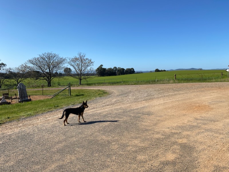 One on one Dog Boarding | Greenwood Rd, Gerogery NSW 2642, Australia | Phone: 0423 154 463