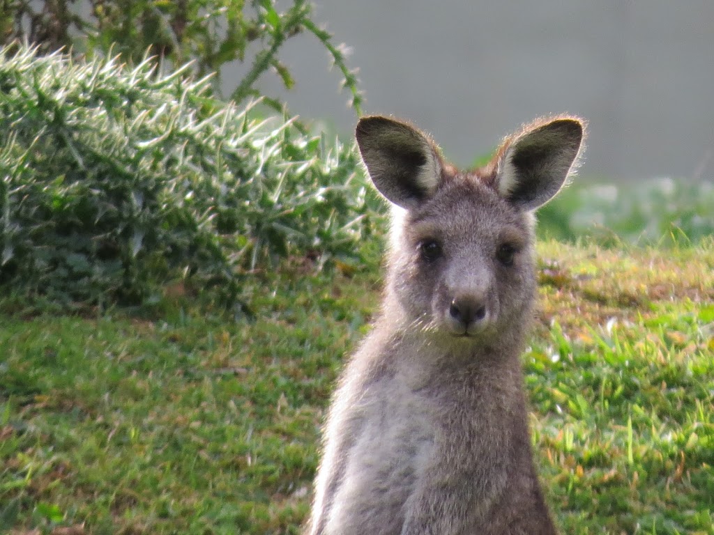 Tanjenong Cottages | lodging | 6875 Taralga Rd, Curraweela NSW 2580, Australia | 0248438150 OR +61 2 4843 8150