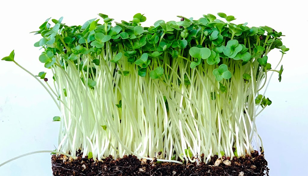 Mighty Microgreens | health | 15 Windarra Ave, Douglas QLD 4814, Australia | 0432570195 OR +61 432 570 195