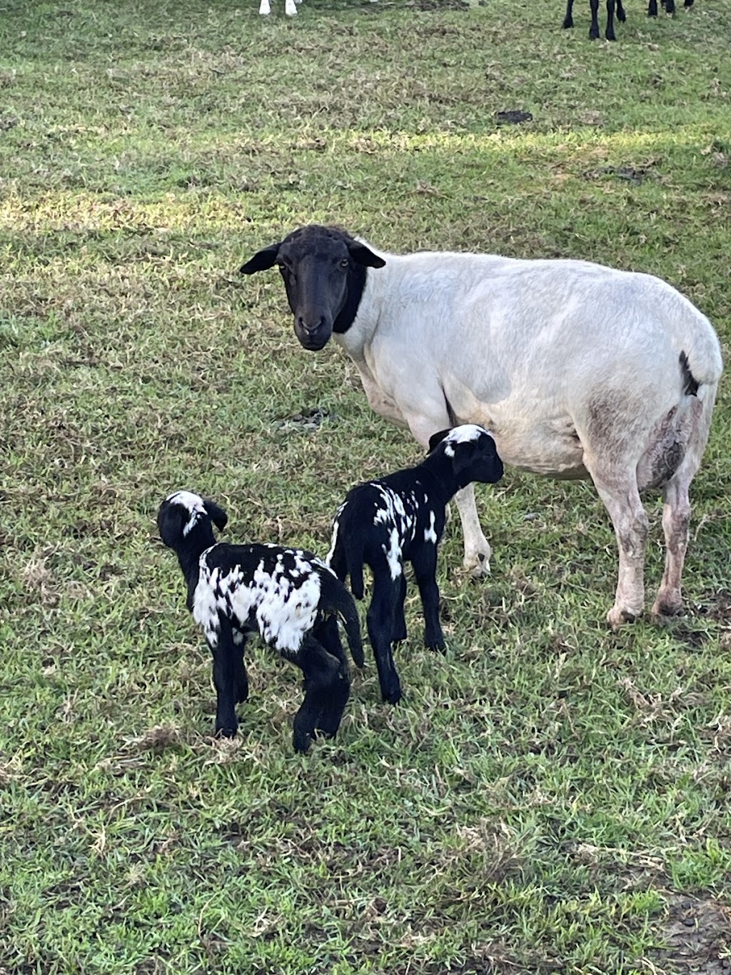 Whipbird Creek Farm | 114 Parukala Rd, Mangrove Mountain NSW 2250, Australia | Phone: 0418 890 667