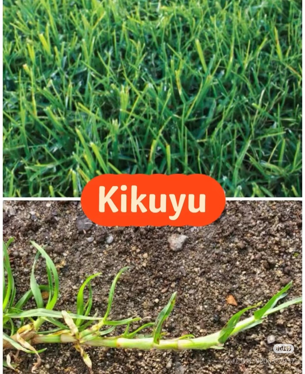 Best Turf | 20 Shelley Ave, Bundoora VIC 3083, Australia | Phone: 0412 098 002