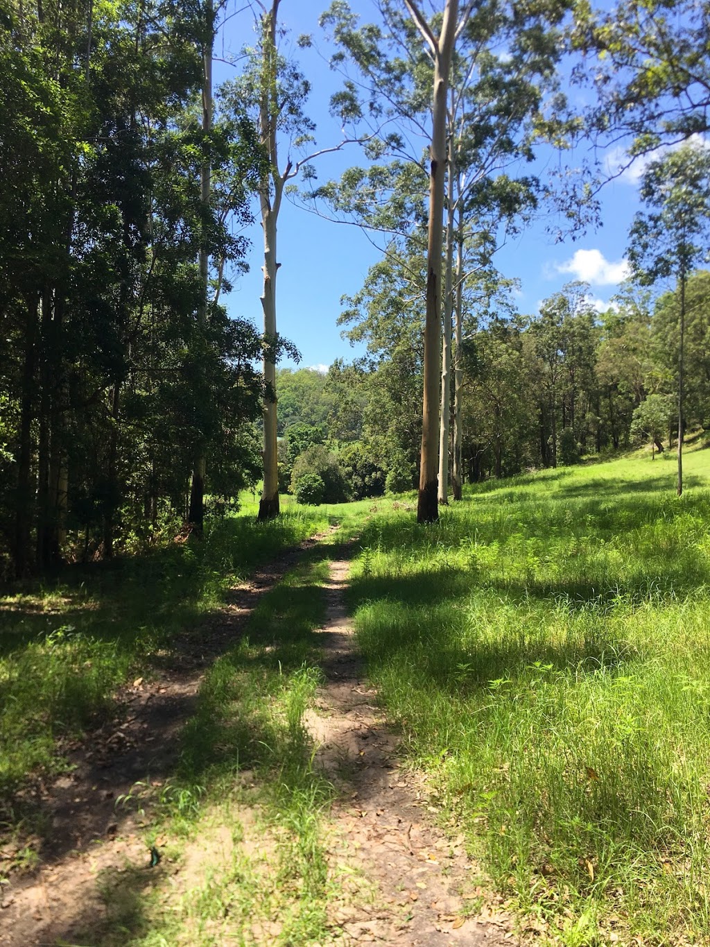 Bungabee Springs Camping | campground | 249 ONeill Rd, Bentley NSW 2480, Australia | 0424179004 OR +61 424 179 004