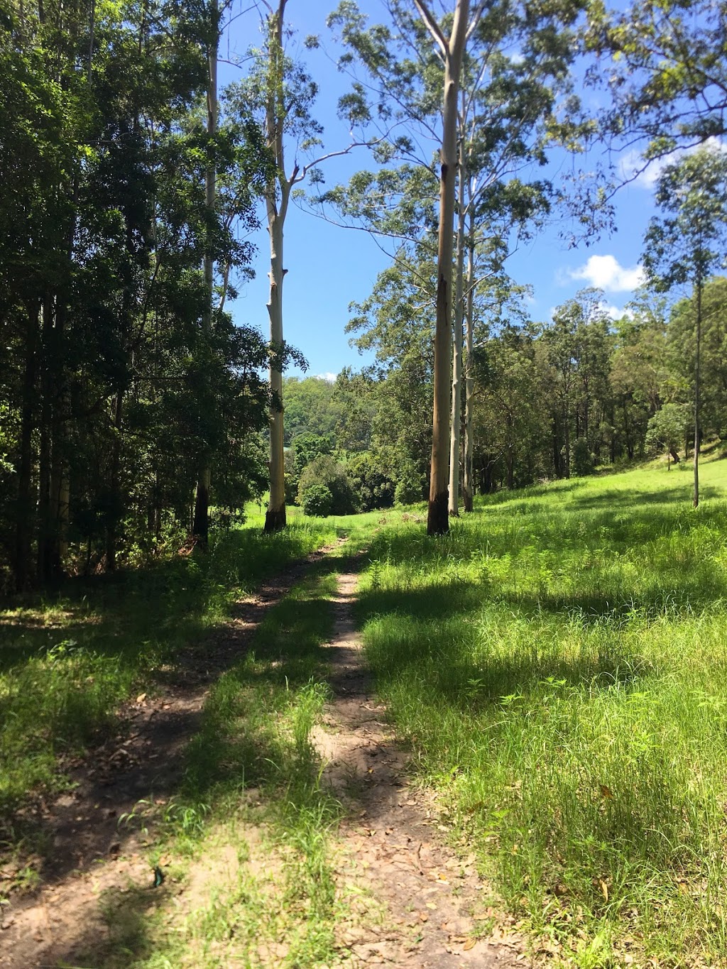 Bungabee Springs Camping | 249 ONeill Rd, Bentley NSW 2480, Australia | Phone: 0424 179 004