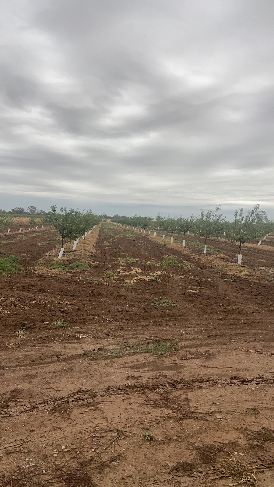 Tatura Farms | 1660 Pogue Rd, Tatura VIC 3616, Australia | Phone: 0490 078 930 Tatura Farms | 1660 Pogue Rd, Tatura VIC 3616, Australia | Phone: 0490 078 930