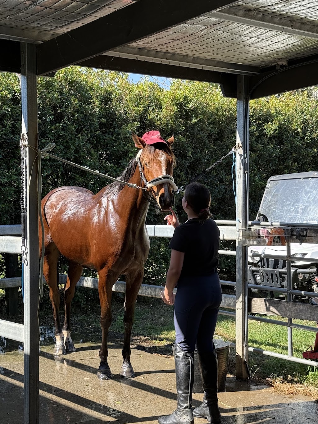 The Royal Palm Equine | 2450 Beaudesert Nerang Rd, Canungra QLD 4275, Australia | Phone: 0466 688 934