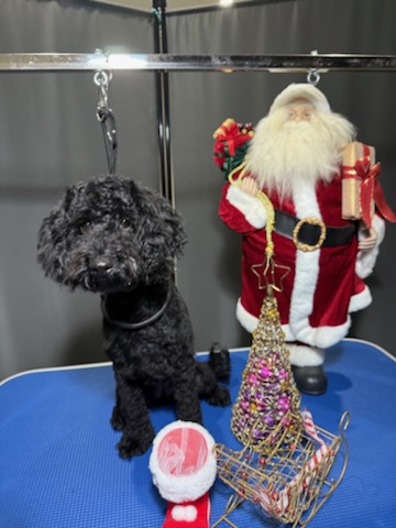 Bubbles and Tails | 54 Cootharaba Cres, Warner QLD 4500, Australia | Phone: 0431 125 583