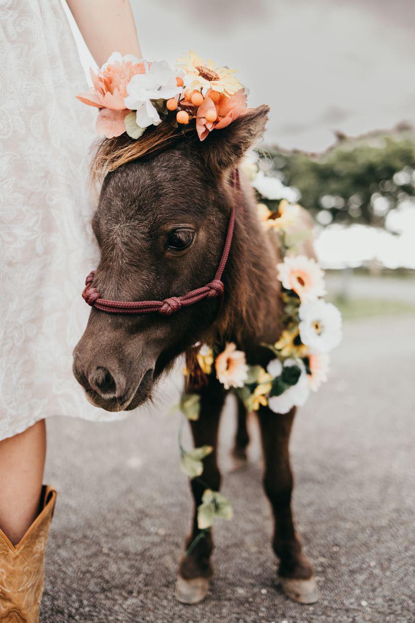 Nadia Ingerman Horsemanship | 351 Diggles Rd, Glengallan QLD 4370, Australia | Phone: 0499 289 392