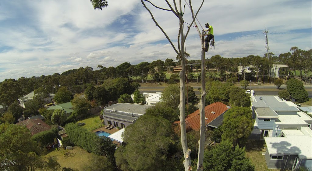 Tree Removal Service Tyabb Hastings Area | 31 The Crescent, Tyabb VIC 3913, Australia | Phone: (03) 5976 3114