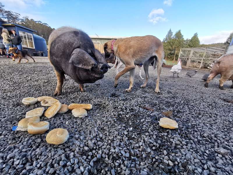 Brightside Farm Sanctuary | 8121 Channel Hwy, Cygnet TAS 7112, Australia | Phone: 0408 658 356