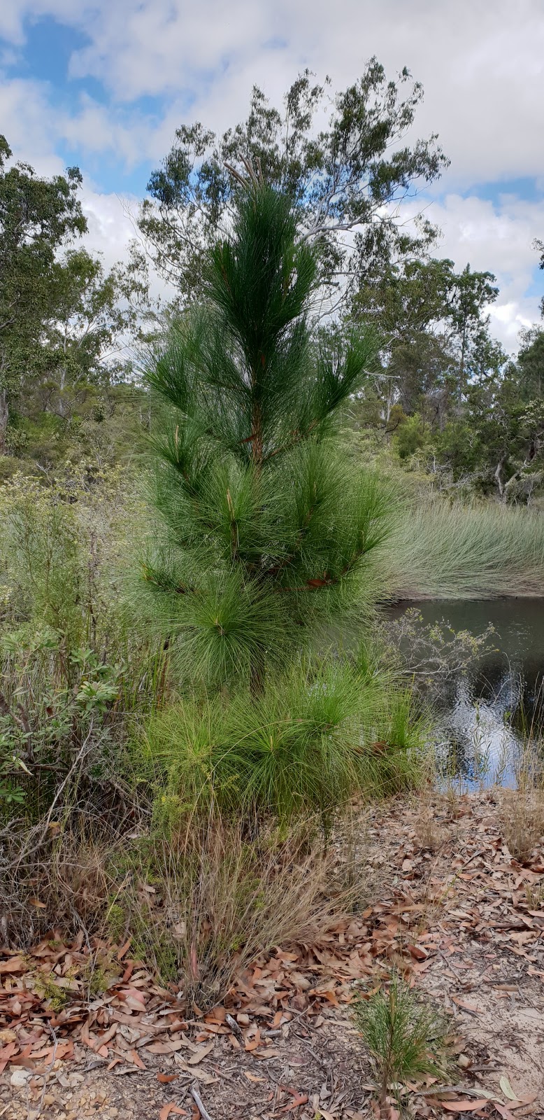 Tinana Creek Conservation Park | Bauple Forest QLD 4650, Australia