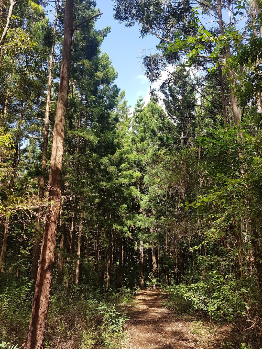 Somerset trail | park | Somerset Walking Track, Mount Byron QLD 4312, Australia