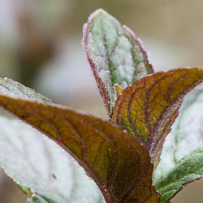 Mountain Herbs | 51 Mort St, Katoomba NSW 2780, Australia | Phone: (02) 4782 7067