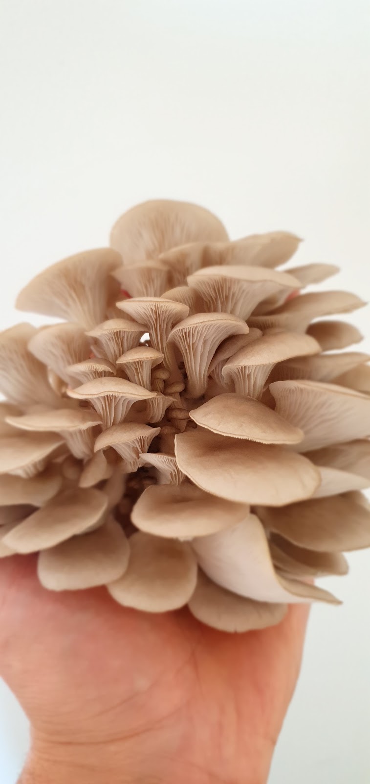Derwent Valley Fungi | 70 Black Snake Rd, Granton TAS 7030, Australia | Phone: 0422 358 973