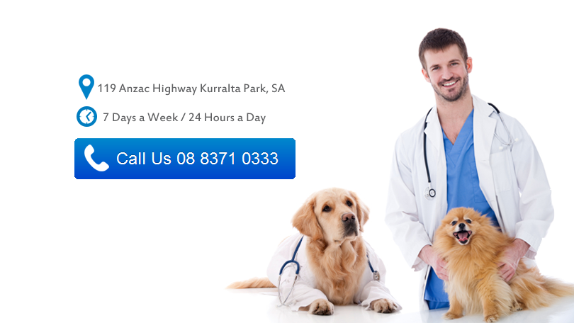 Adelaide Animal Emergency & Referral Centre | veterinary care | 119 Anzac Hwy, Kurralta Park SA 5037, Australia | 0883710333 OR +61 8 8371 0333