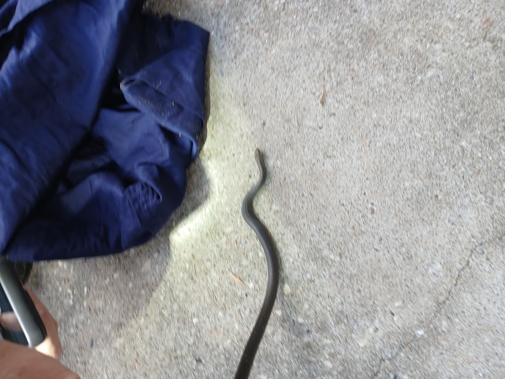 Harrisons Snake Catcher Logan | 312 Steele Rd, Logan Village QLD 4207, Australia | Phone: 0401 263 296 Harrisons Snake Catcher Logan | 312 Steele Rd, Logan Village QLD 4207, Australia | Phone: 0401 263 296