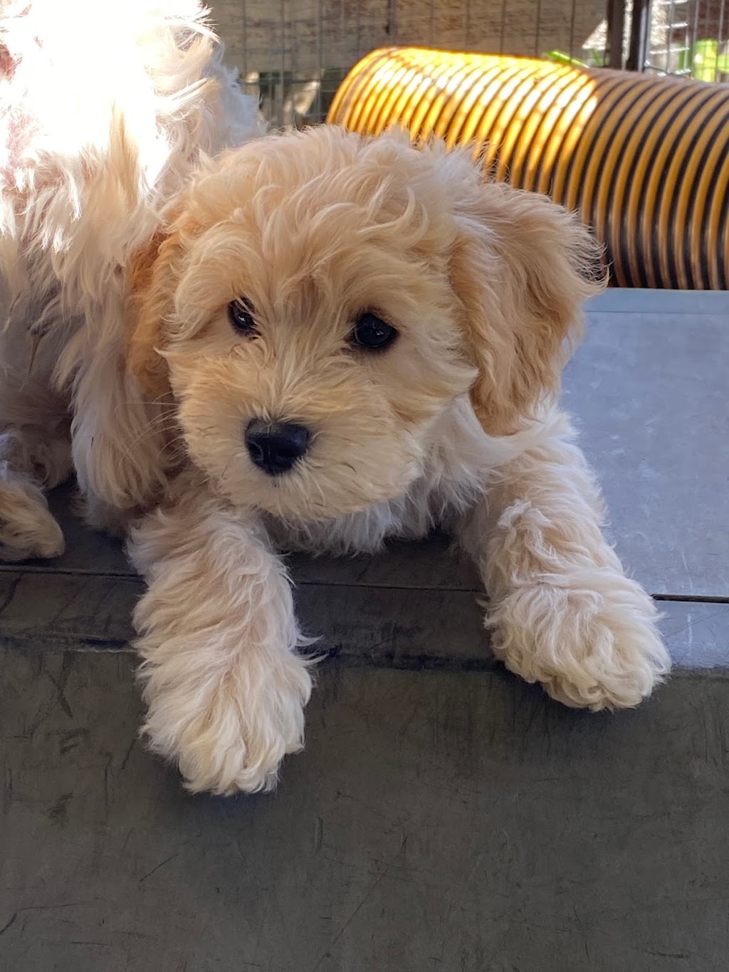 Oodles of schnoodles | Rupert Rd, East Warburton VIC 3799, Australia | Phone: 0422 072 001