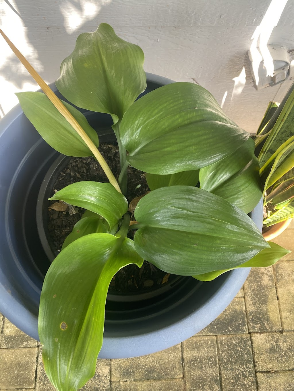 ISLAND HORTICULTURE ACPS | 12 Cooee Cres, Macleay Island QLD 4184, Australia | Phone: (07) 3409 4152