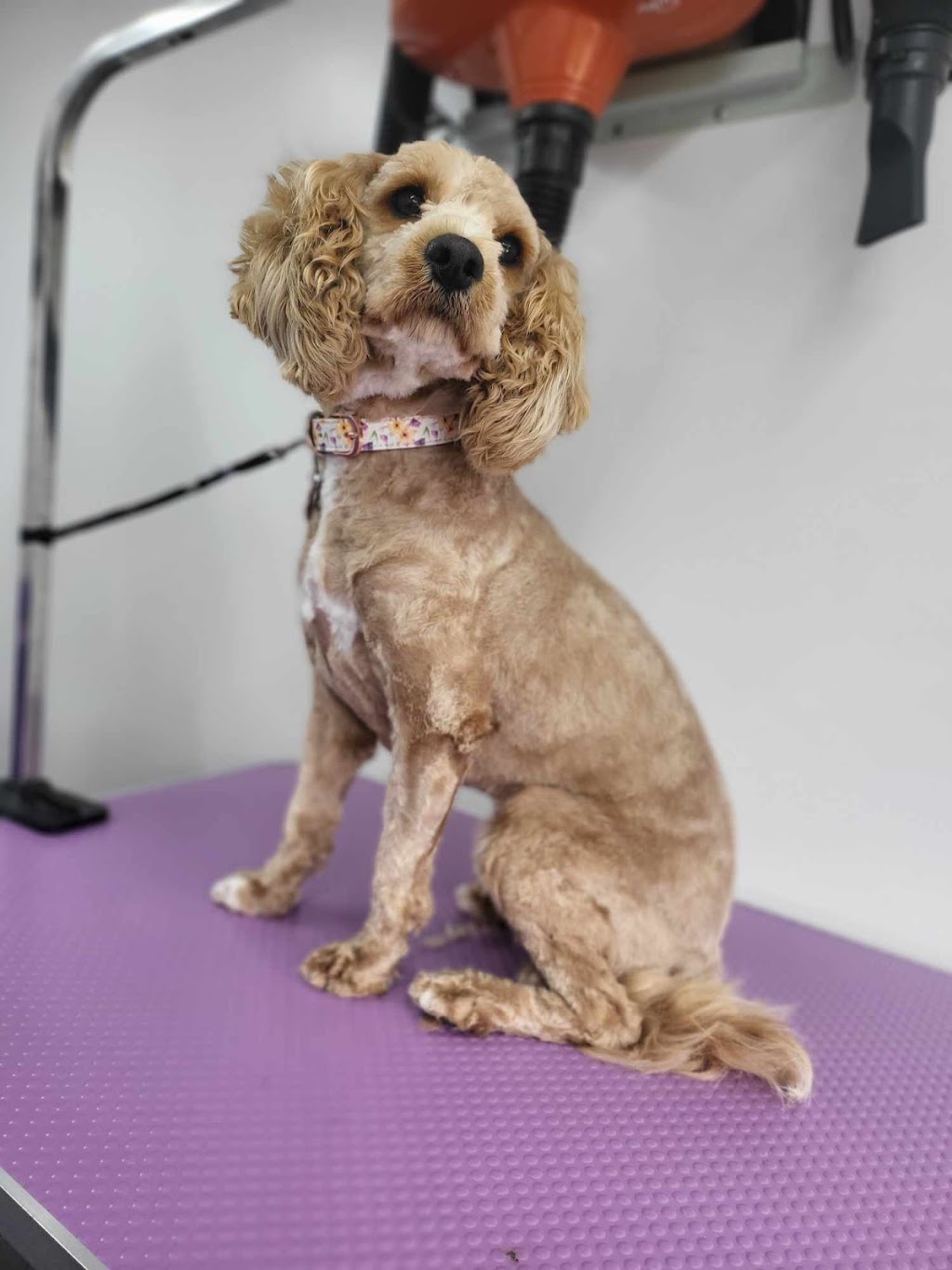 Dirty Dawgs Mobile Dog Wash | 8 Nioka St, Dalmeny NSW 2546, Australia | Phone: 0411 663 586