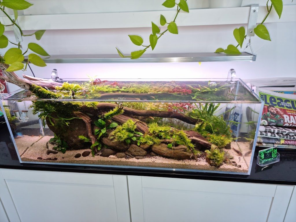 Stins Scapes | aquarium | Nicholas Ct, Bli Bli QLD 4560, Australia | 0448802313 OR +61 448 802 313