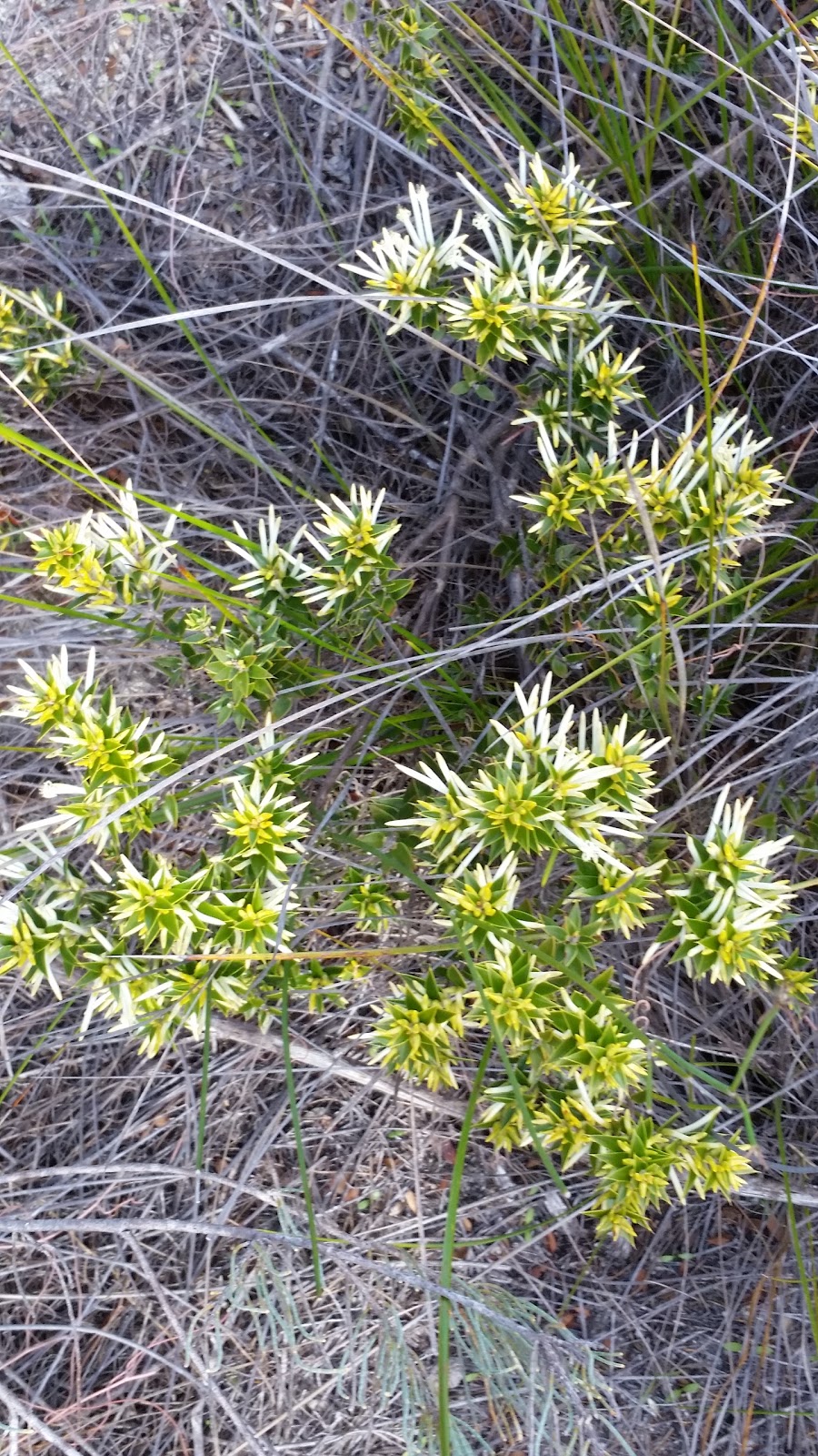 Talbot Road Nature Reserve | park | Stratton WA 6056, Australia