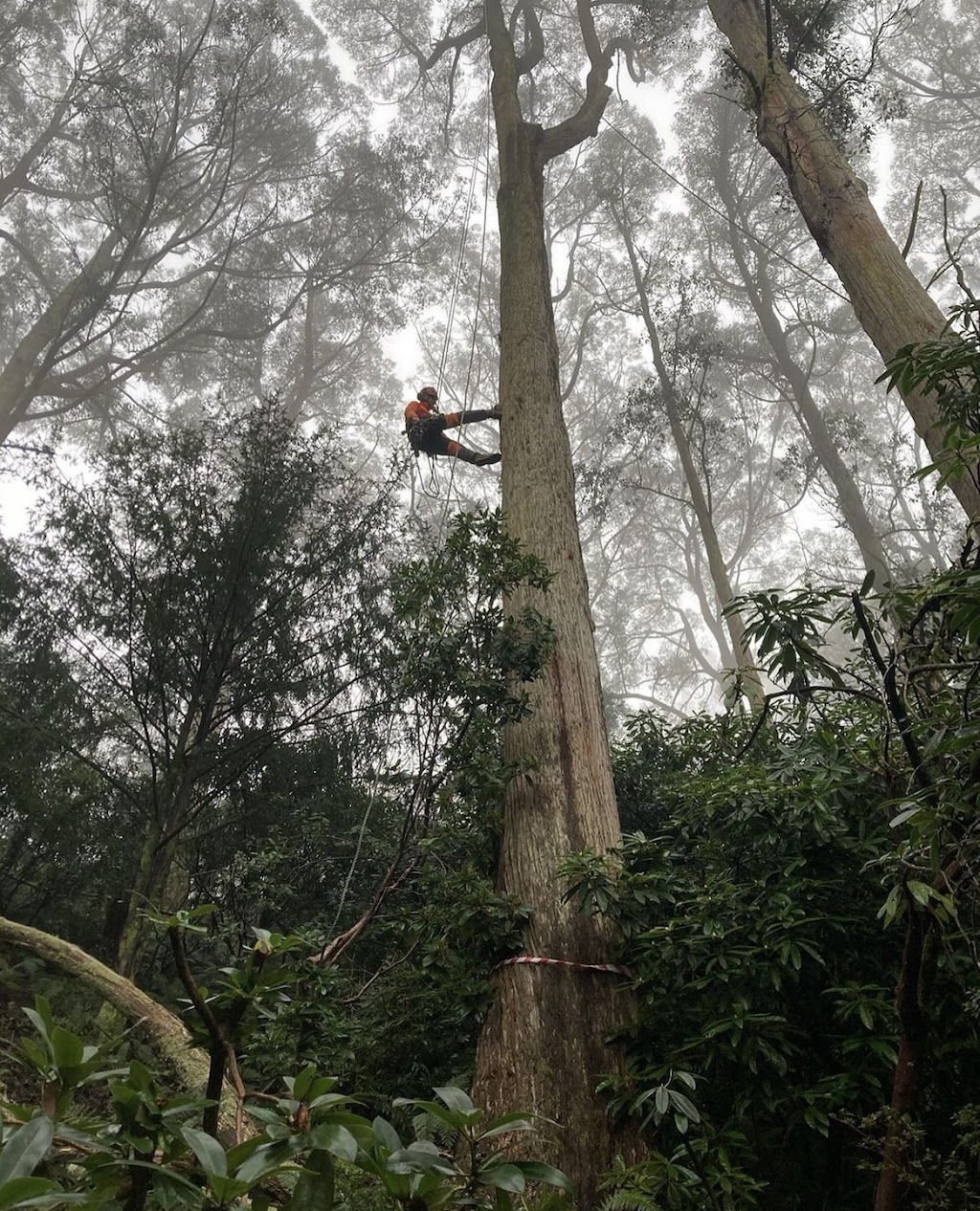 Big Timber Tree Care | 123 High St, Taradale VIC 3447, Australia | Phone: 0488 031 716