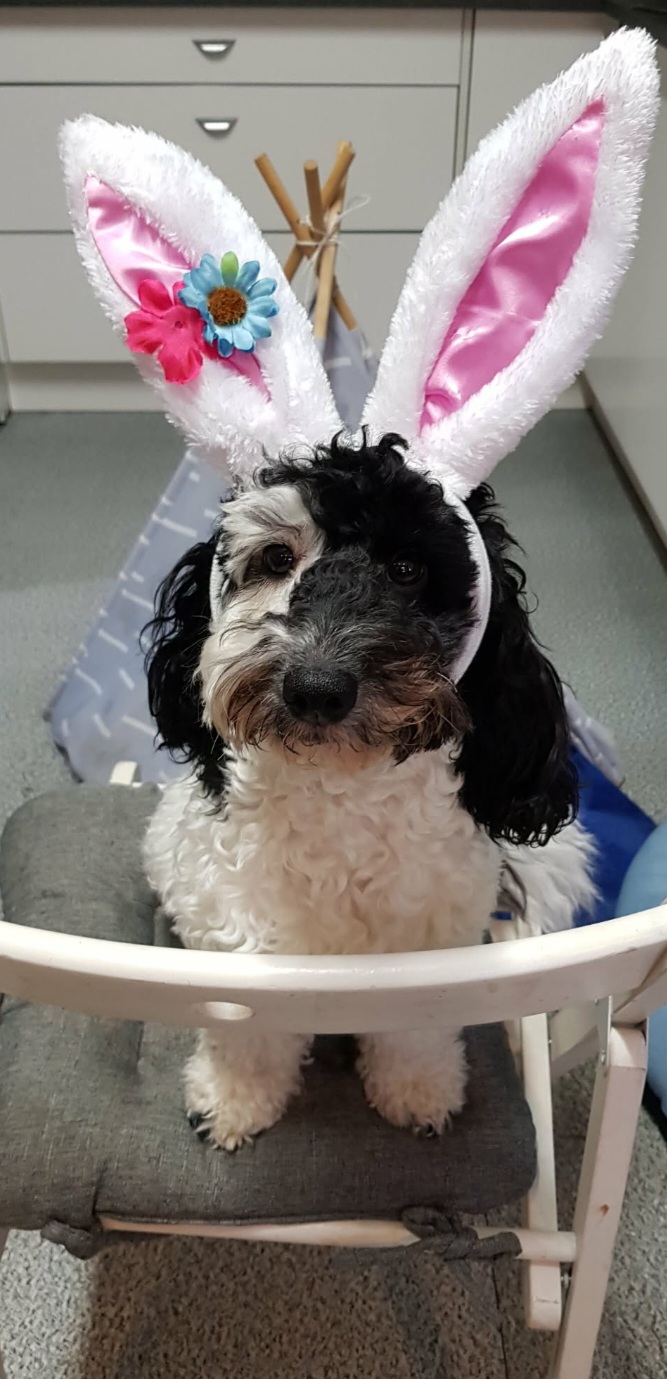 Tiny dog house grooming | Lovely Banks VIC 3213, Australia | Phone: 0432 609 963
