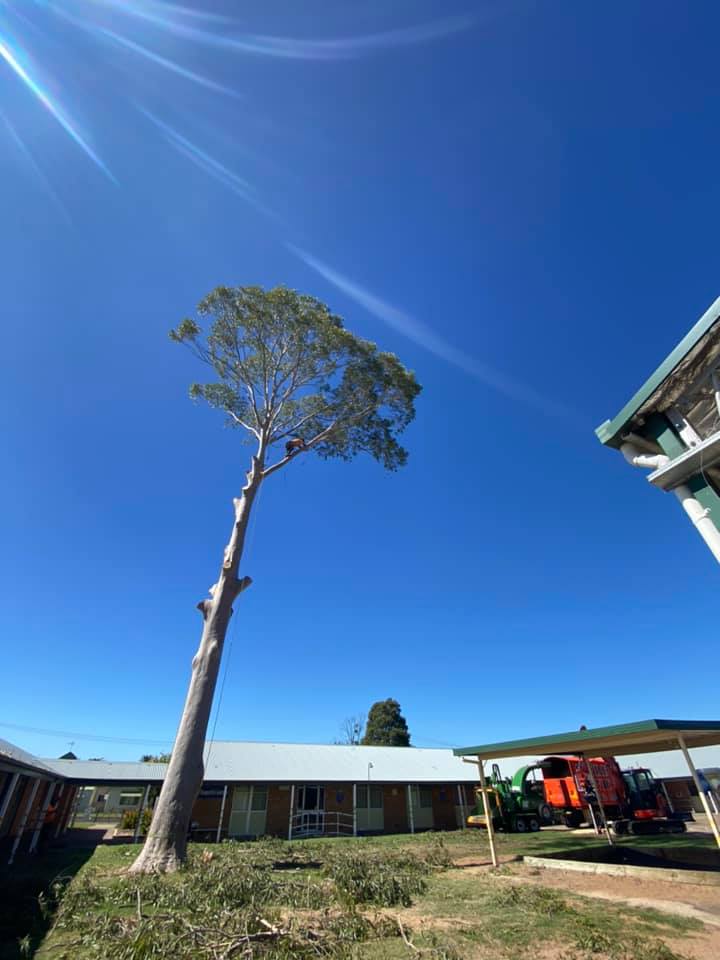 A1 Tree Service NSW Pty Ltd | 7L Gilgandra Rd, Dubbo NSW 2830, Australia | Phone: (02) 6882 2052