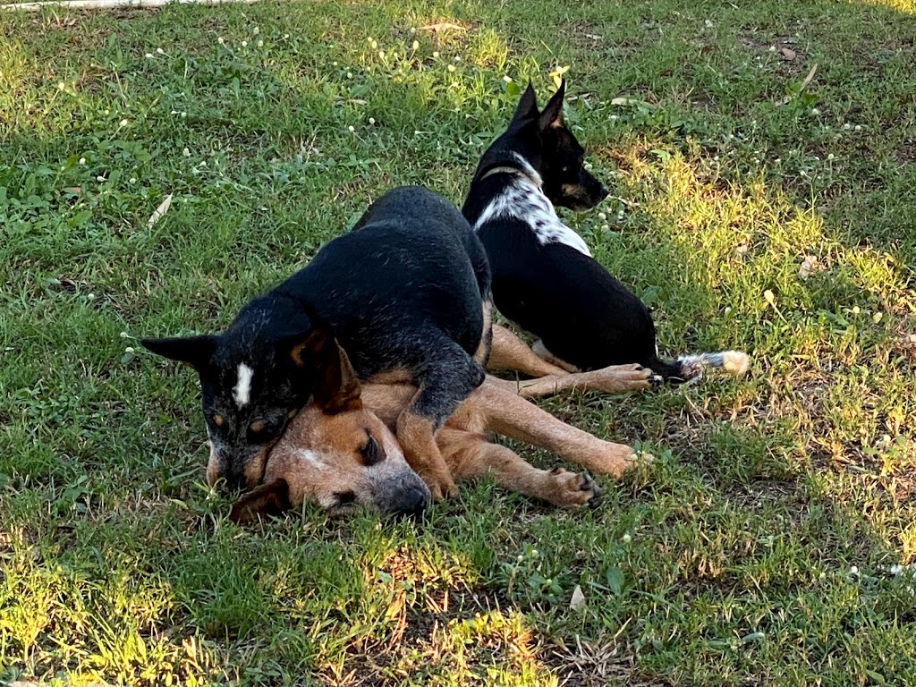 Mykito Boarding Kennels & Cattery |  | Australia 40956 Bruce hwy service road, Black River QLD 4818, Australia | 0747786887 OR +61 7 4778 6887