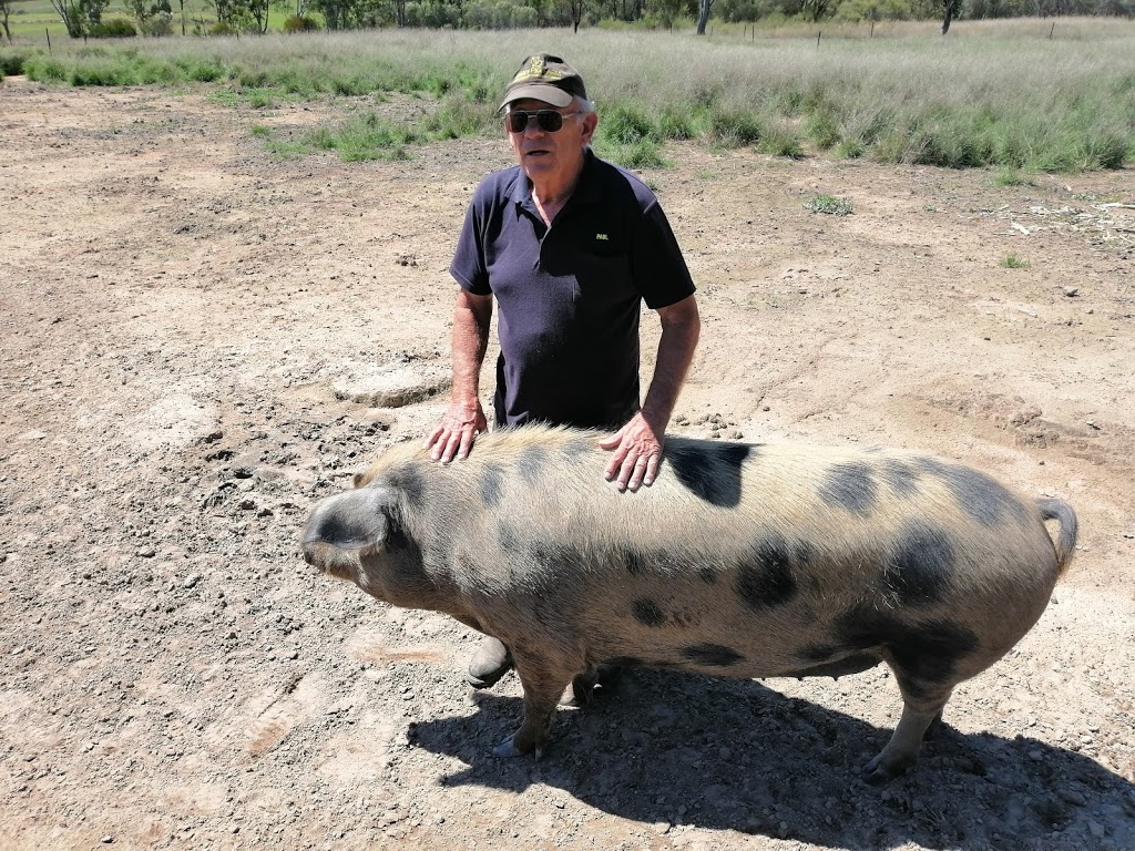 Happy Pig Farm | 32 Cameron Rd, Stanthorpe QLD 4380, Australia | Phone: 0411 988 415