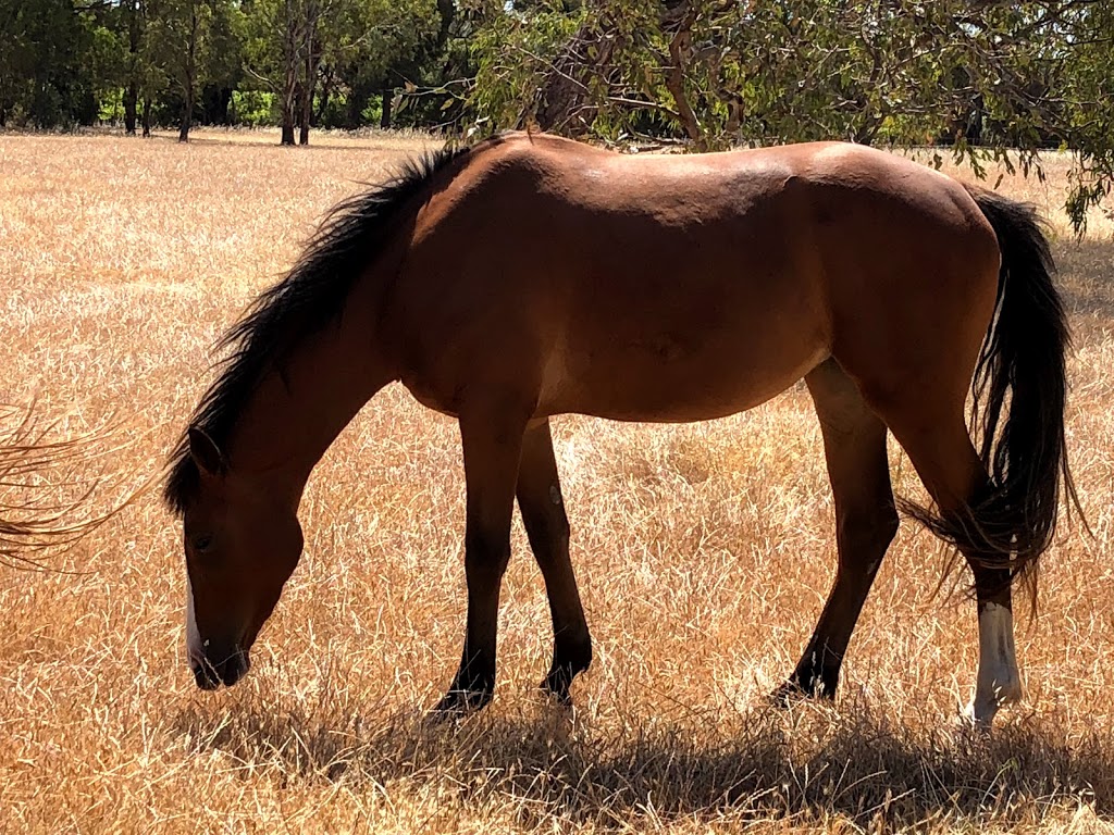Maidendale Equestrian Centre | 352 Aldinga Rd, Whites Valley SA 5172, Australia | Phone: 0412 841 795