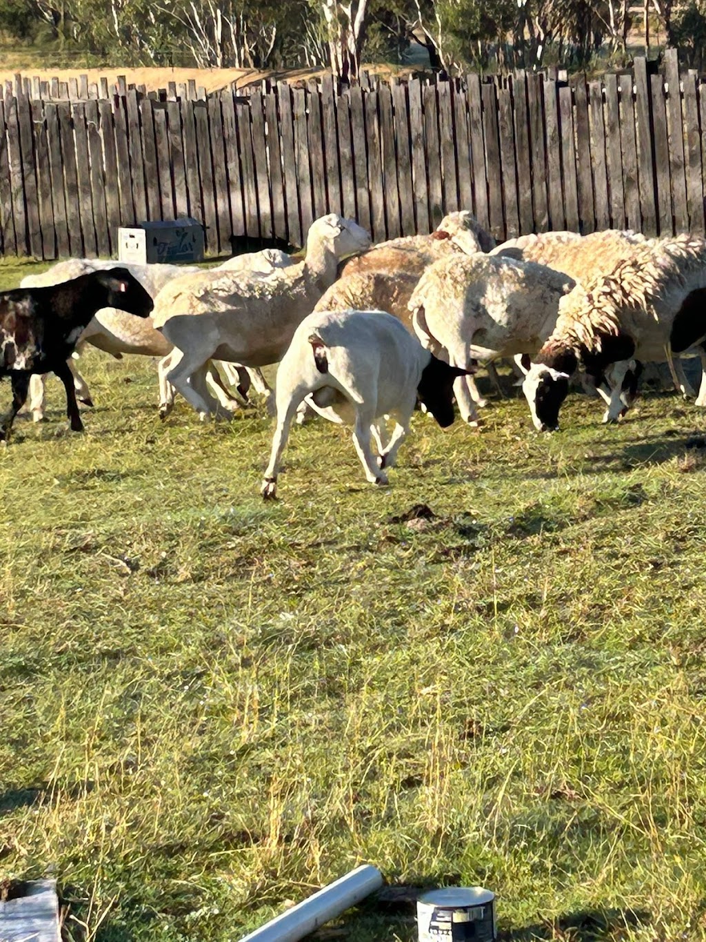 Kaka’s Ranch | 2087 Rabbit Fence Rd, Passchendaele QLD 4380, Australia | Phone: 0431 897 429