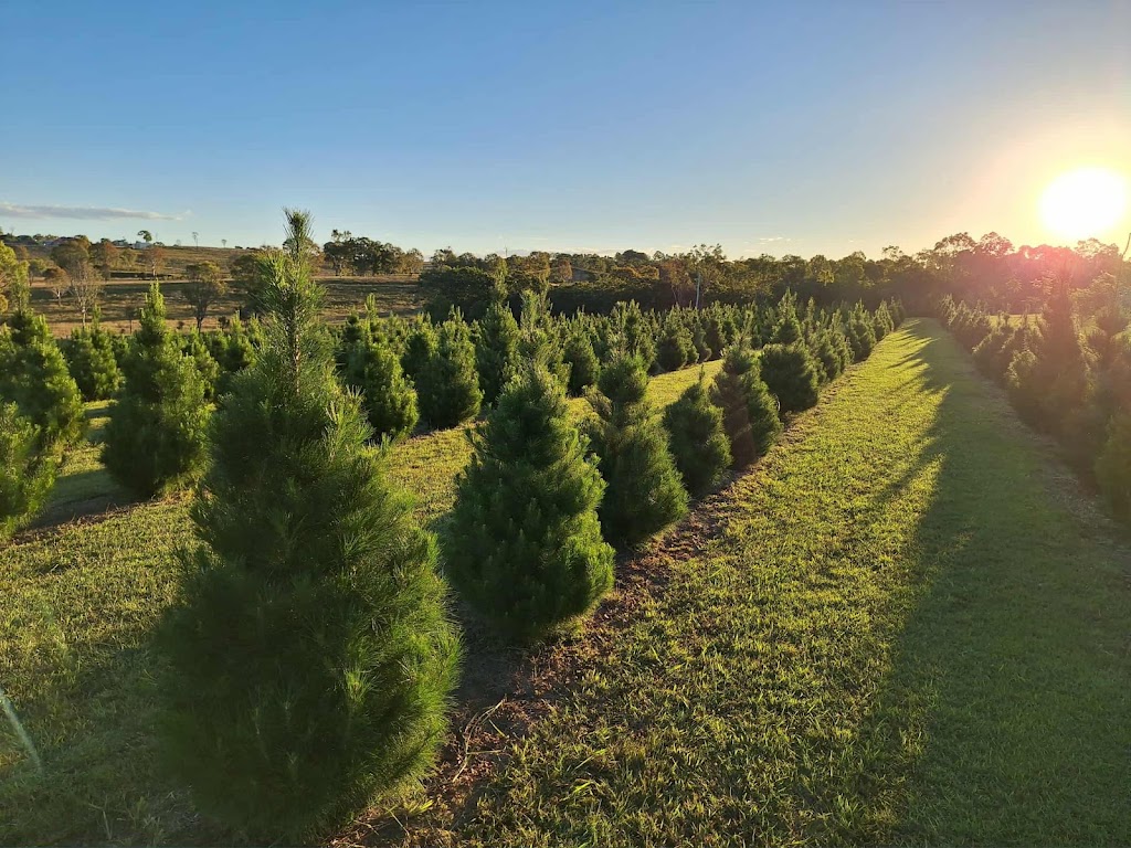 Brisbane Valley Christmas Tree Farm | Hamiltons Ln, Mount Beppo QLD 4313, Australia | Phone: 0409 671 136