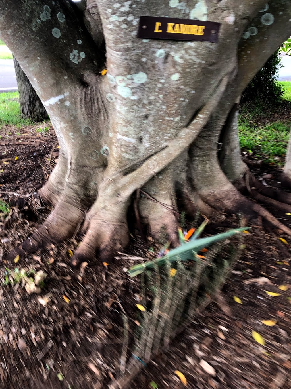 Cudgen Memorial Fig Trees | 1 Collier St, Cudgen NSW 2487, Australia