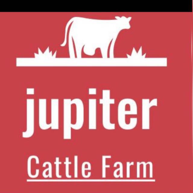 jupiter cattle and dairy farm | 234 Mornington-Tyabb Rd, Moorooduc VIC 3933, Australia | Phone: 0489 989 248
