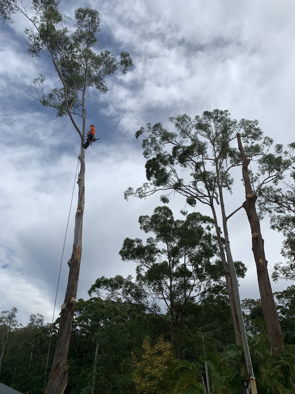 Advanced tree surgery | Arcoona Rd, Coolum Beach QLD 4573, Australia | Phone: 0497 049 970