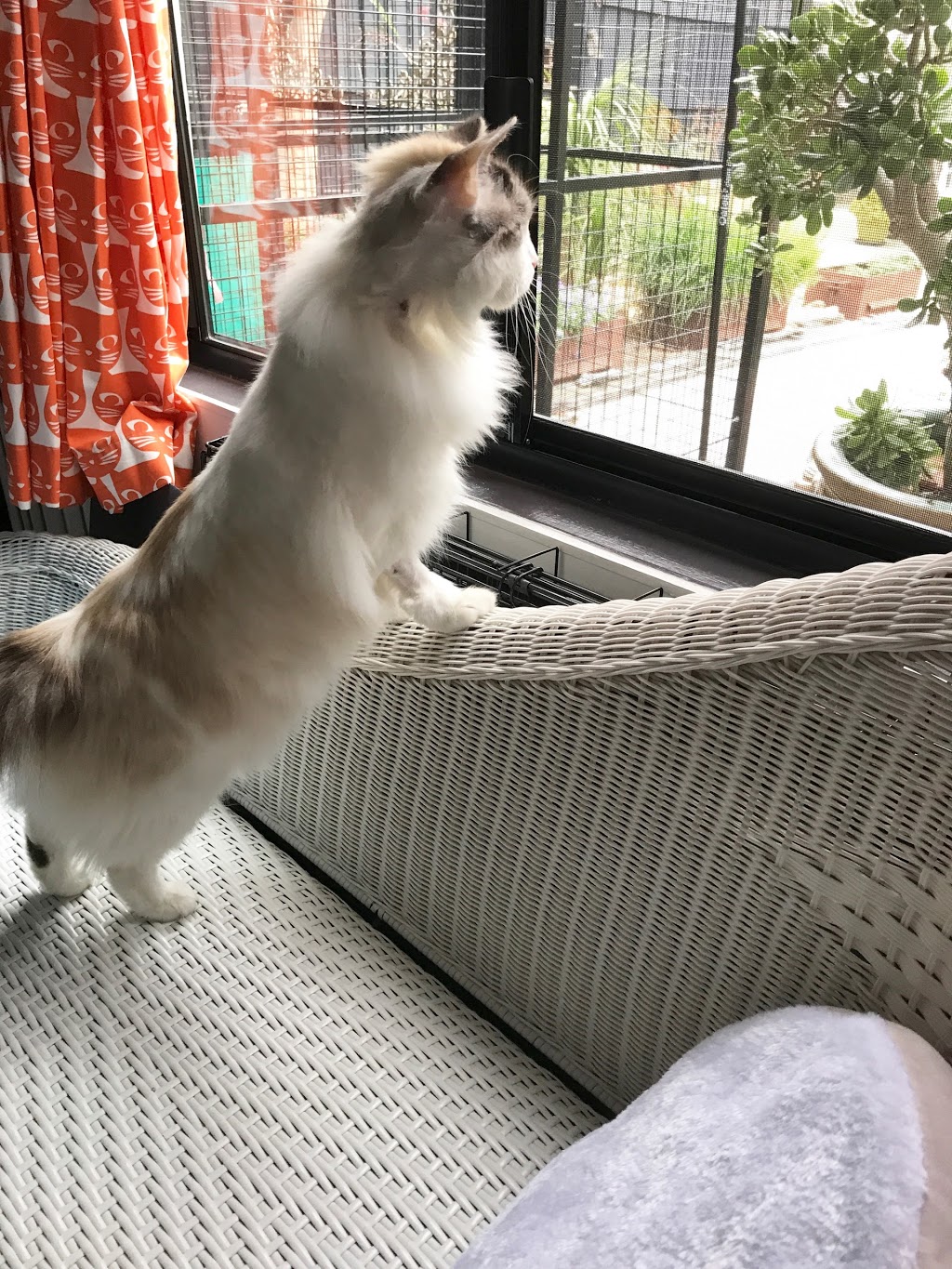 Home Suite Home cat boarding and dog training | 5 Elliott St, Coburg North VIC 3058, Australia | Phone: 0404 225 229