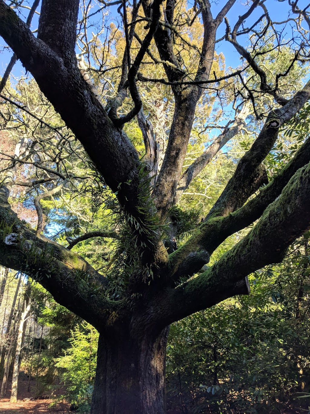 Hollybank Forest Reserve | 66 Hollybank Rd, Underwood TAS 7268, Australia