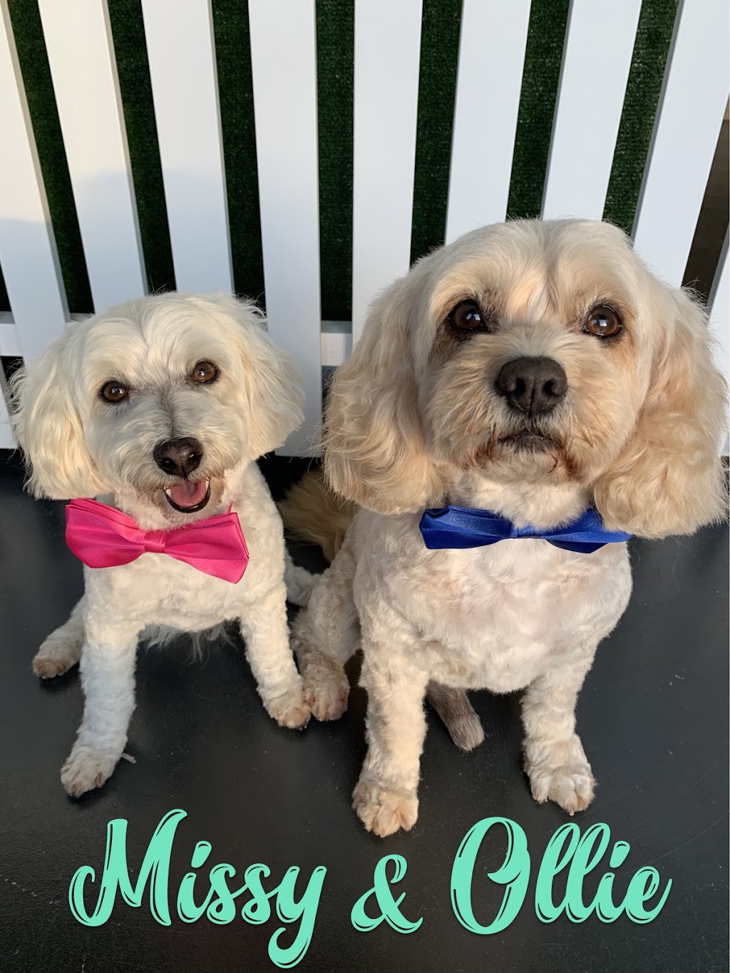 WOOFS Dog Grooming | 120 Capital Dr, Thrumster NSW 2444, Australia | Phone: 0431 151 374