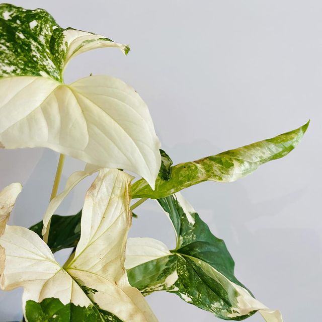 Bungalow & Co. | florist | Shop 15/15 Chancellors Dr, Thrumster NSW 2444, Australia | 0434718094 OR +61 434 718 094