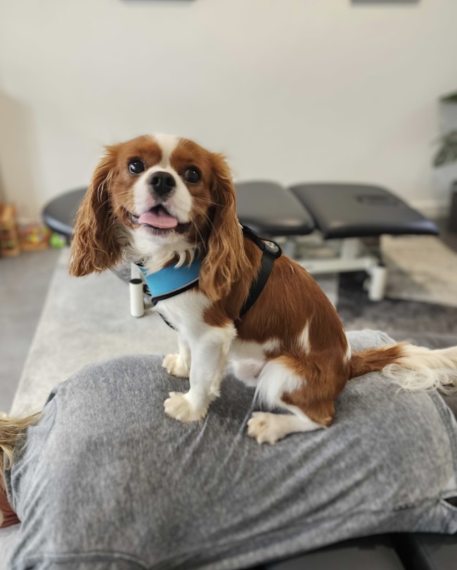 The Hub Chiro | Unit 3/8 Slade St, Goonellabah NSW 2480, Australia | Phone: (02) 6616 1403 The Hub Chiro | Unit 3/8 Slade St, Goonellabah NSW 2480, Australia | Phone: (02) 6616 1403