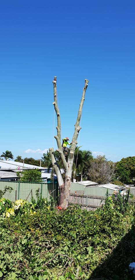 Barlows Tree Service | 1 Berserker St, Rockhampton QLD 4701, Australia | Phone: 0408 072 115