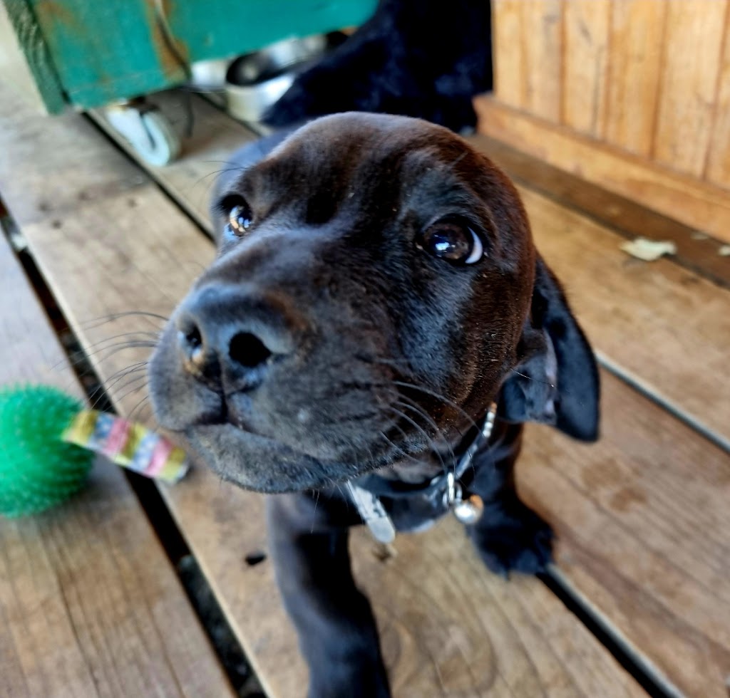 Castlemaine Doggy Daycare | 53 Faradale Dr, Faraday VIC 3451, Australia | Phone: 0436 326 274