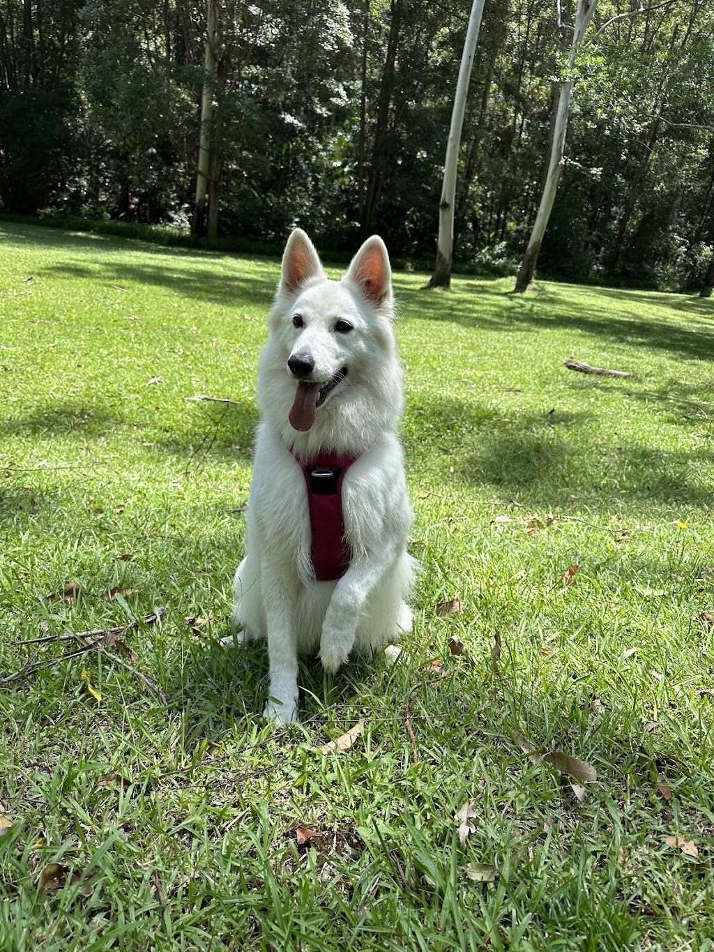 MAJ Counselling and Equine Assisted Therapy | 611 Tallebudgera Creek Rd, Tallebudgera Valley QLD 4228, Australia | Phone: 0409 363 538