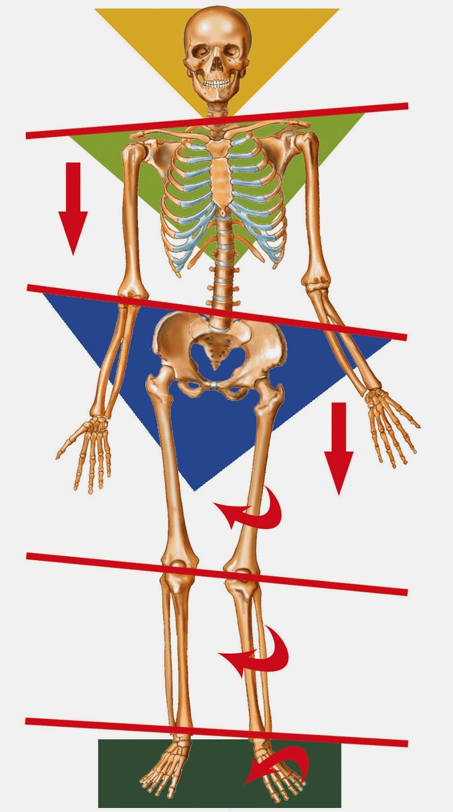 Move Well MST | physiotherapist | 6 Thynne Rd, Morningside QLD 4170, Australia | 0733994007 OR +61 7 3399 4007