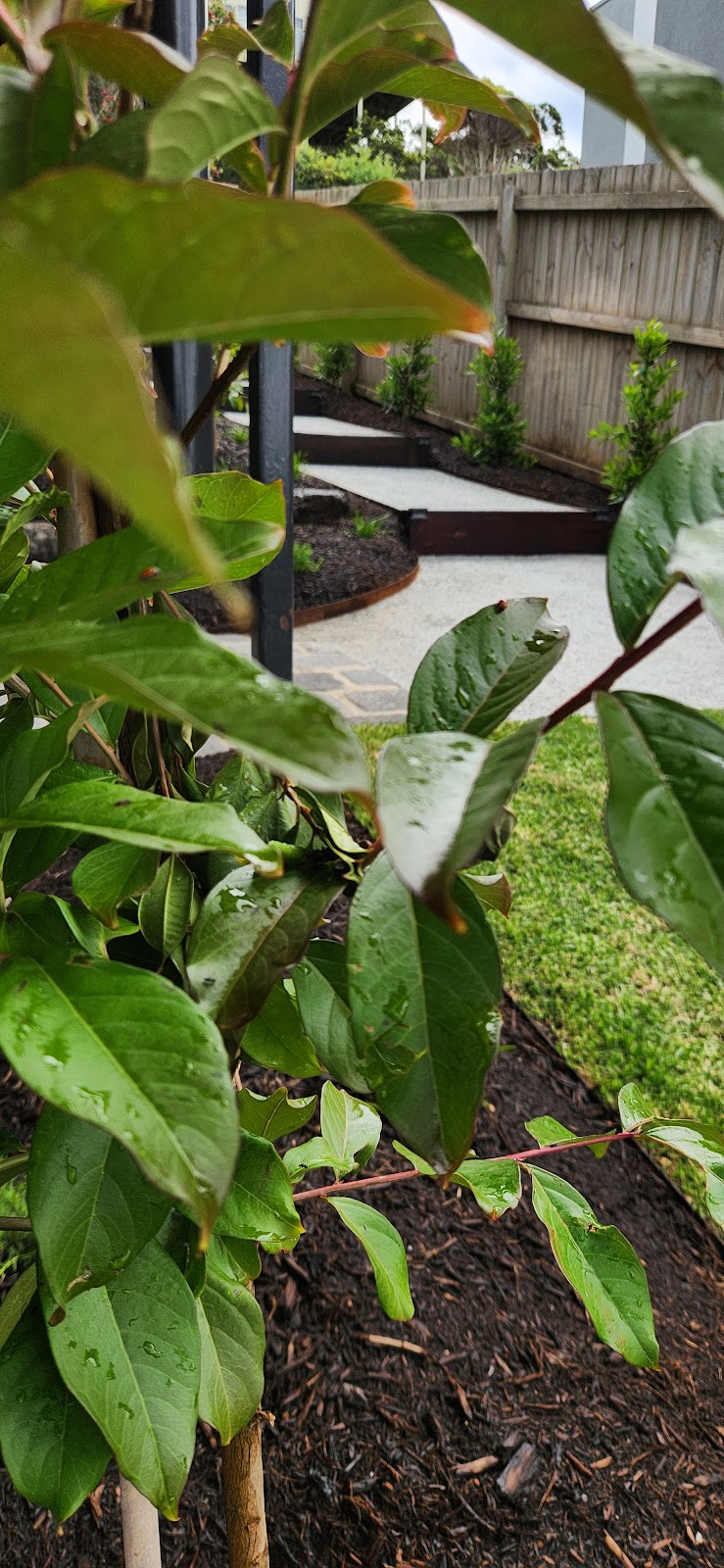 Betula Landscapes | 47 Ridge Rd, Fairhaven VIC 3231, Australia | Phone: 0484 005 404