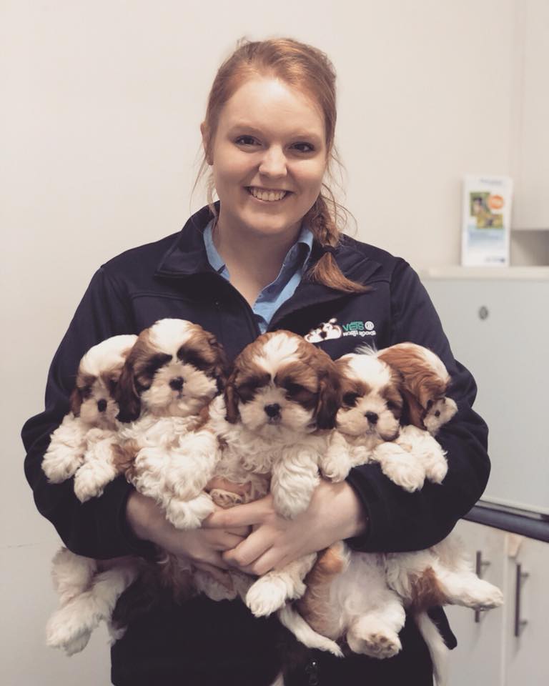 Vets at North Rocks | 262 N Rocks Rd, North Rocks NSW 2151, Australia | Phone: (02) 9873 1660