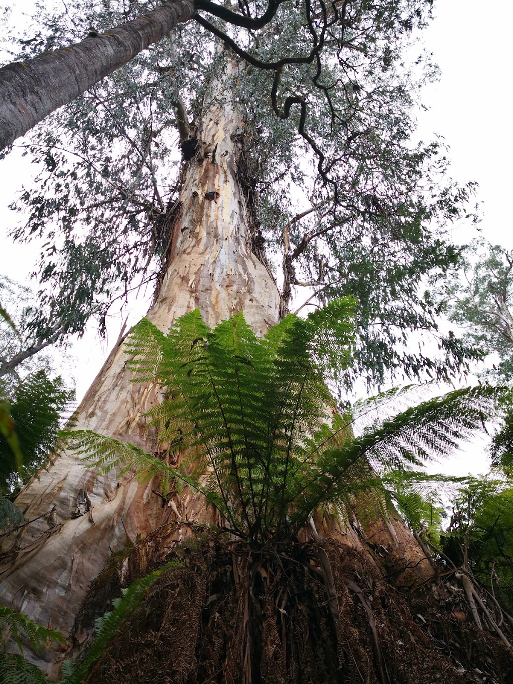 Errinundra National Park | park | Errinundra Rd, Goongerah VIC 3888, Australia | 131963 OR +61 131963