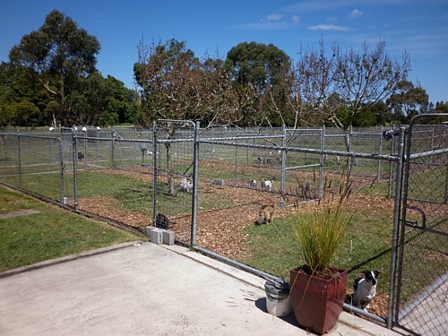 Cranbourne Boarding Kennels | 118 Craig Rd, Devon Meadows VIC 3977, Australia | Phone: (03) 5998 2595