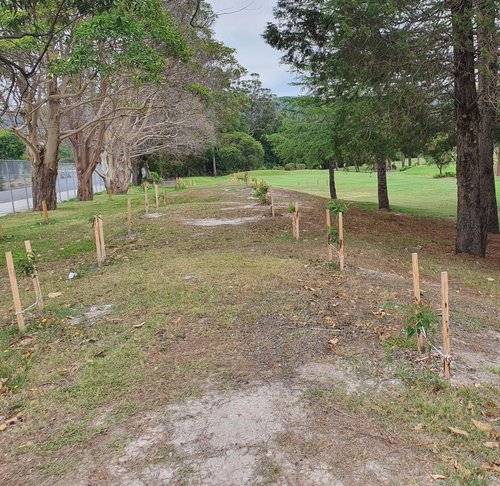 Proactive Arbor | 16 Mimosa Rd, Budgewoi NSW 2262, Australia | Phone: 0400 736 614