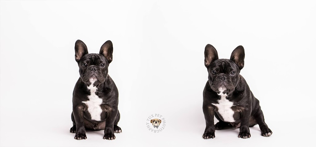 Tux Pet Photography | 284 McCulloch St, Broken Hill NSW 2880, Australia | Phone: 0419 421 933